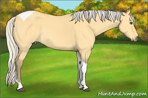 Horse Color:Silver Buckskin Dun Tobiano 