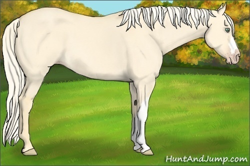 Horse Color:Gold Cream Champagne Dun 