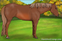 Horse Color:Liver Chestnut 