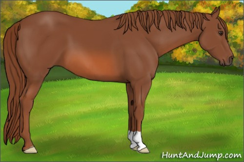 Horse Color: Liver Chestnut 