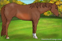 Horse Color:Liver Chestnut 