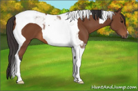 Horse Color:Bay Tobiano 