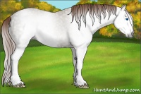 Horse Color:Gray Chestnut Ice Splash Frame Rabicano 