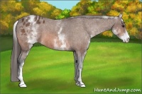 Horse Color:White Spotted Bay Appaloosa 