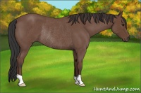 Horse Color:Bay Roan Rabicano 