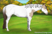 Horse Color:Classic Champagne Dun Tobiano Frame 