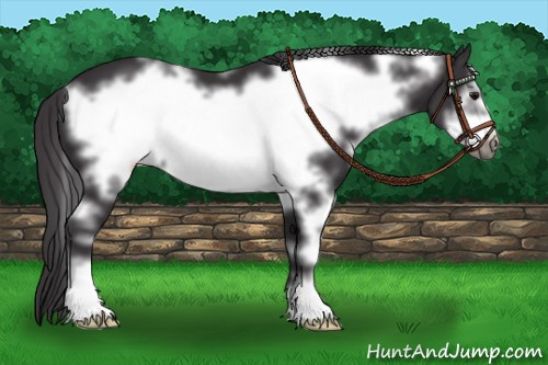 Horse Color: White Spotted Buckskin Frame 