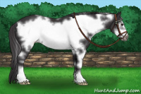 Horse Color:White Spotted Buckskin Frame