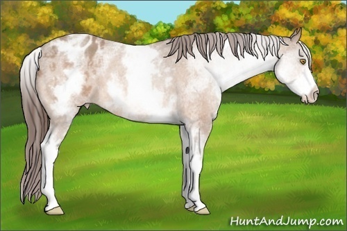 Horse Color:White Spotted Amber Champagne Blanket 