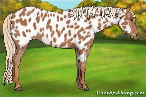 Horse Color:Chestnut Near Leopard 