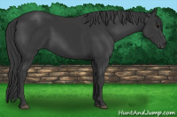Horse Color:Black 