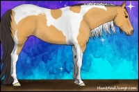 Horse Color:Buckskin Tobiano