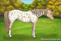 Horse Color:Buckskin Blanket 