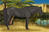 Horse Color:Smoky Black 