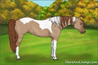 Horse Color:Red Dun Tobiano 