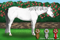 Horse Color:Gray White Spotted Black Tobiano 