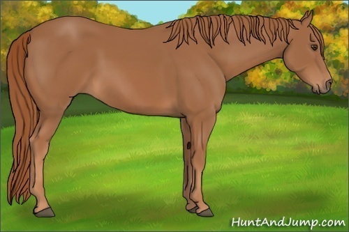 Horse Color:Chestnut 