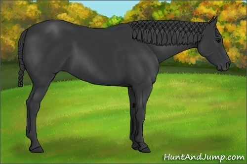 Horse Color:Black 