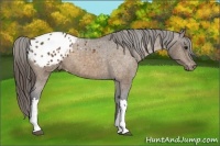 Horse Color:Buckskin Blanket 