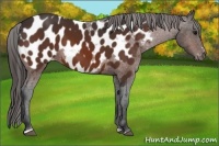 Horse Color:Bay Sabino Appaloosa 