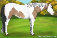 Horse Color:Bay Dun Splash Tobiano 