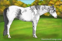 Horse Color:White Spotted Black Tobiano 