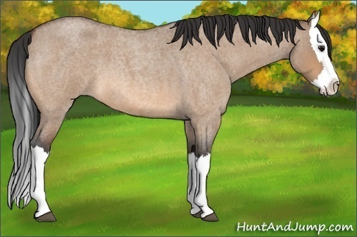 Horse Color: Bay Roan Dun Splash 