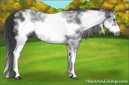 Horse Color: White Spotted Black Splash Frame Rabicano 