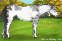 Horse Color:White Spotted Black Splash Frame Rabicano