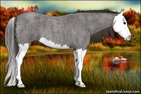 Horse Color:Smoky Blue Roan Splash 