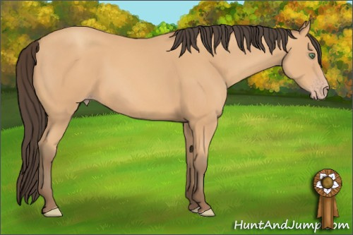 Horse Color:Amber Champagne
