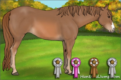 Horse Color: Chestnut 