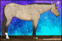 Horse Color:Buckskin Roan Dun 