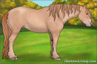 Horse Color:Gold Champagne 