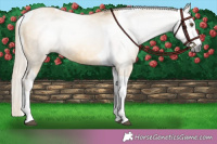 Horse Color:Gray Palomino Dun Tobiano 