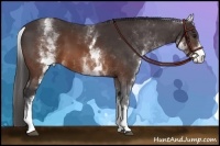 Horse Color:White Spotted Buckskin 