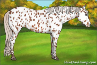 Horse Color:Silver Bay Near Leopard 