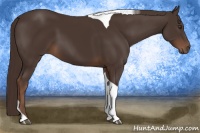 Horse Color:Liver Chestnut Tobiano 