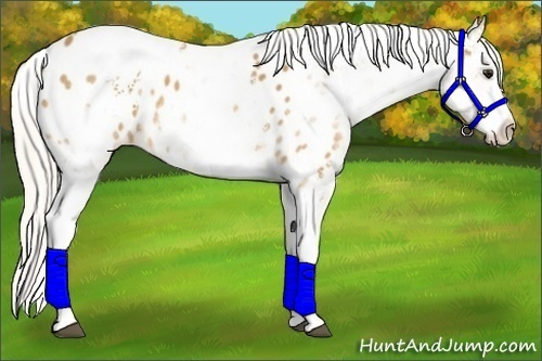 Horse Color: White Spotted Silver Buckskin Near Leopard 