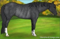Horse Color:Black Rabicano 