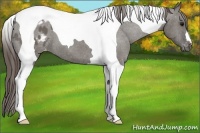 Horse Color:Grullo Tobiano Varnish 