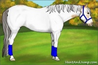 Horse Color:White Spotted Buckskin Frame Rabicano 