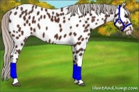 Horse Color:Silver Bay Appaloosa 