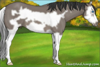 Horse Color:Grullo Splash Frame