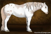 Horse Color:Red Roan Splash Frame Appaloosa 