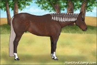 Horse Color:Silver Bay 