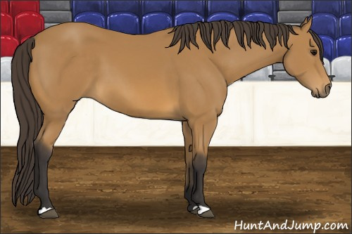 Horse Color: Buckskin 