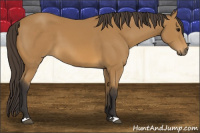 Horse Color:Buckskin 