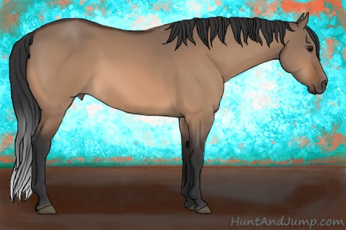 Horse Color: Bay Dun 