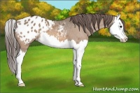 Horse Color:Bay Dun Splash Appaloosa 